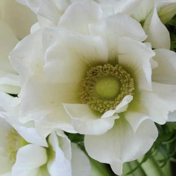 White Anemone Flower