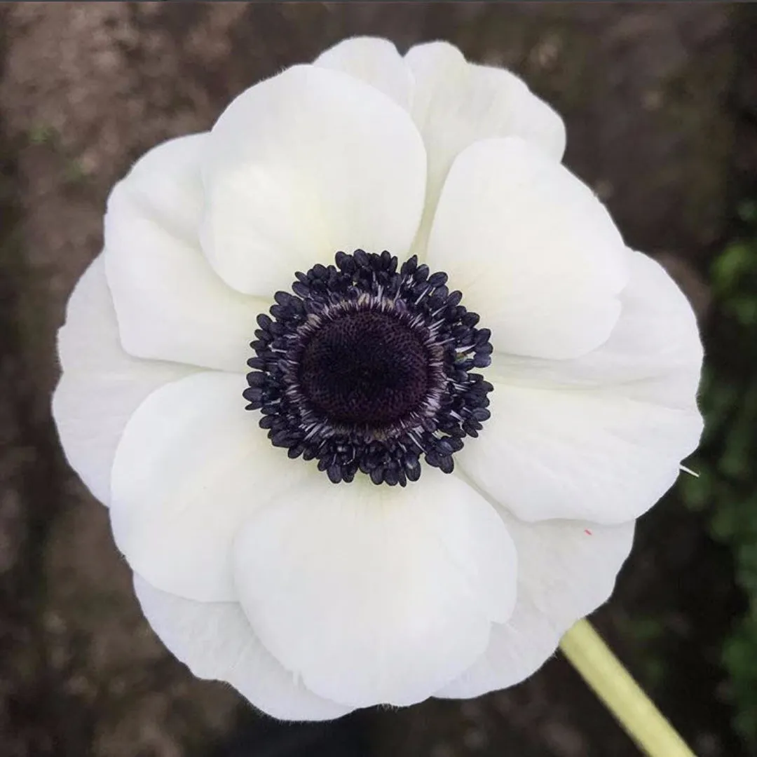 White Anemone Flower